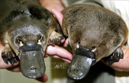 Australia: Nỗ lực bảo tồn thú mỏ vịt trước nguy cơ tuyệt chủng