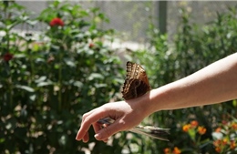 Triển lãm các loài bướm tại Los Angeles sau 2 năm gián đoạn vì COVID-19