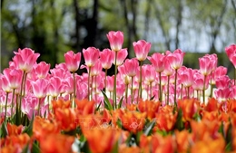 Đắm chìm trong &#39;biển hoa&#39; tại Lễ hội hoa tulip Istanbul 