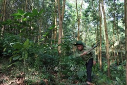 Phát triển rừng bền vững thông qua liên kết chuỗi giá trị