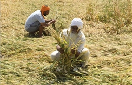 Ấn Độ nới lỏng lệnh cấm xuất khẩu lúa mì