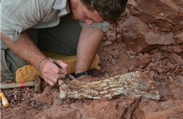 Phát hiện hóa thạch loài bò sát biết bay cổ đại chưa từng được biết đến