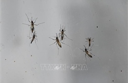Australia tìm ra cách thức mới điều trị bệnh sốt rét
