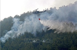 Liban huy động quân đội xử lý đám cháy trong rừng thông lớn nhất nước