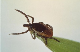 Hơn 14% số người tham gia nghiên cứu mắc bệnh Lyme do bị bọ chét cắn