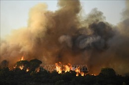 Cháy rừng bùng phát dữ dội gần thủ đô Tunisia    