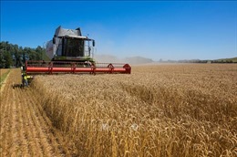 Các nước Đông Âu điều chỉnh quyết định tạm dừng nhập khẩu ngũ cốc Ukraine