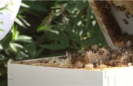 Australia &#39;phong tỏa&#39; ngành nuôi ong vì phát hiện loài ký sinh trùng nguy hiểm
