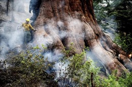 Những cây cự sam lớn nhất thế giới thoát khỏi &#39;giặc lửa&#39;