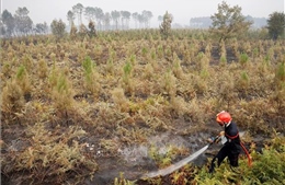Nhiệt độ giảm giúp Pháp kiểm soát được cháy rừng