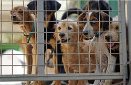 Các trung tâm cứu hộ chó tại CH Cyprus quá tải