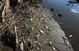 Đức và Ba Lan phát hiện tảo độc trong cá chết hàng loạt trên sông Oder