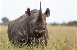Nam Phi đấu giá trang trại nuôi tê giác lớn nhất thế giới