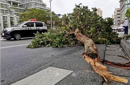 Nhật Bản, Hàn Quốc khẩn trương ứng phó với bão Hinnamnor