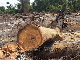 Khởi tố vụ án phá rừng đặc dụng tại huyện K&#39;bang, Gia Lai