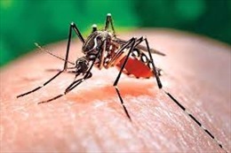 Long An triển khai các hoạt động khẩn cấp phòng, chống sốt xuất huyết Dengue