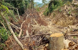 Quảng Trị: Xử lý triệt để, ngăn chặn xâm hại rừng trái phát luật