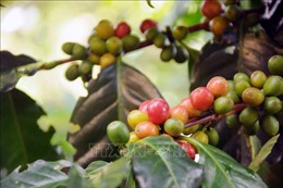 Bàn giải pháp nâng chất lượng cho cà phê Sơn La
