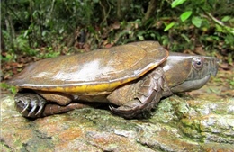 Phát hiện nhiều loài rùa quý hiếm tại Khu bảo tồn thiên nhiên Pù Hu