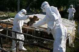 Bulgaria tiêu hủy gần 20.000 gia cầm để ngăn dịch cúm