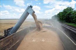 Xuất khẩu ngũ cốc Ukraine giảm 31,7%