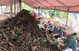 Những lưu ý khi xuất khẩu khoai lang sang Trung Quốc