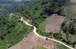 Lâm Đồng: Đề nghị chuyển đổi 7,6 ha rừng để thi công tiếp đường Trường Sơn Đông