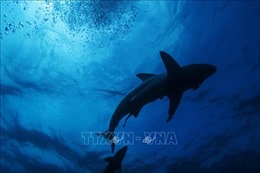 Phát hiện nghĩa trang cá mập ở Ấn Độ Dương