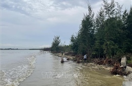 Bố trí 130 tỷ đồng xử lý khẩn cấp chống sạt lở, xâm thực bờ biển Thanh Hóa