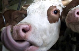 Thụy Sỹ cảnh báo nguy cơ bệnh bò điên xuất hiện trở lại
