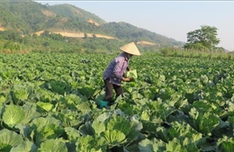 Kinh tế tập thể, hợp tác xã phát huy hiệu quả tại Lào Cai