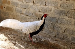Bảo tồn các loài gà quý hiếm tại Khu bảo tồn thiên nhiên Pù Hu