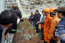 Quảng Nam: Hỗ trợ tài chính phát triển cây sâm Ngọc Linh bền vững dưới tán rừng 