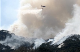 Hàn Quốc chỉ định các vùng thảm họa đặc biệt do cháy rừng