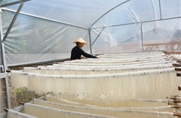 EC siết chặt kiểm tra dư lượng thuốc trừ sâu trong phở, bún từ Việt Nam