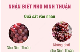 Nhận biết nho Ninh Thuận