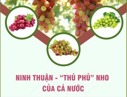 Ninh Thuận - &#39;thủ phủ&#39; nho của cả nước