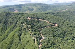 Quảng Ngãi báo cáo Phó Thủ tướng vụ phá rừng ở Đức Phổ