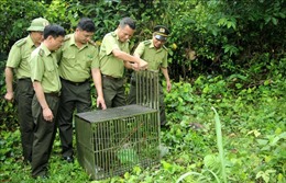 Thả 10 con khỉ về Vườn quốc gia Bái Tử Long