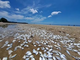 Sinh vật phù du nở rộ có thể là nguyên nhân cá chết hàng loạt tại Thái Lan