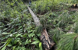 Lâm Đồng: Điều tra vụ gần 150 cây thông hàng chục năm tuổi bị cưa hạ trái phép