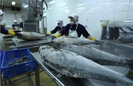 Biến động kinh tế tác động đến xuất khẩu cá ngừ