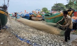 Nhiều ngư dân ở Bà Rịa-Vũng Tàu trúng đậm mùa cá trích