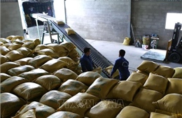 Bộ Công Thương lưu ý trách nhiệm của VFA và thương nhân trong xuất khẩu gạo