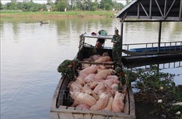 Ngăn chặn, xử lý nghiêm buôn bán, vận chuyển trái phép lợn vào Việt Nam