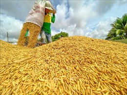 Thị trường nông sản: Giá lúa chủ yếu đi ngang