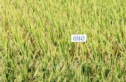 Xây dựng bộ dữ liệu cho sản xuất lúa ở Đồng bằng sông Cửu Long