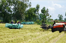 Thực hiện quy hoạch sản xuất lúa đáp ứng nhu cầu thị trường