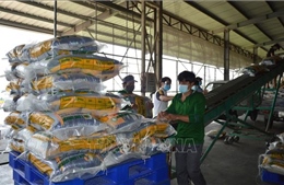 Bộ trưởng Lê Minh Hoan: Năm 2023, đáp ứng đầy đủ nhu cầu lúa gạo trong nước và xuất khẩu