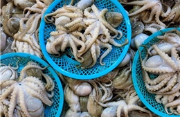 Lần đầu tiên bạch tuộc dạt vào bờ biển Quảng Nam với số lượng lớn